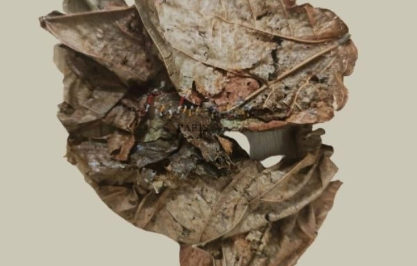 Les feuilles de djeka