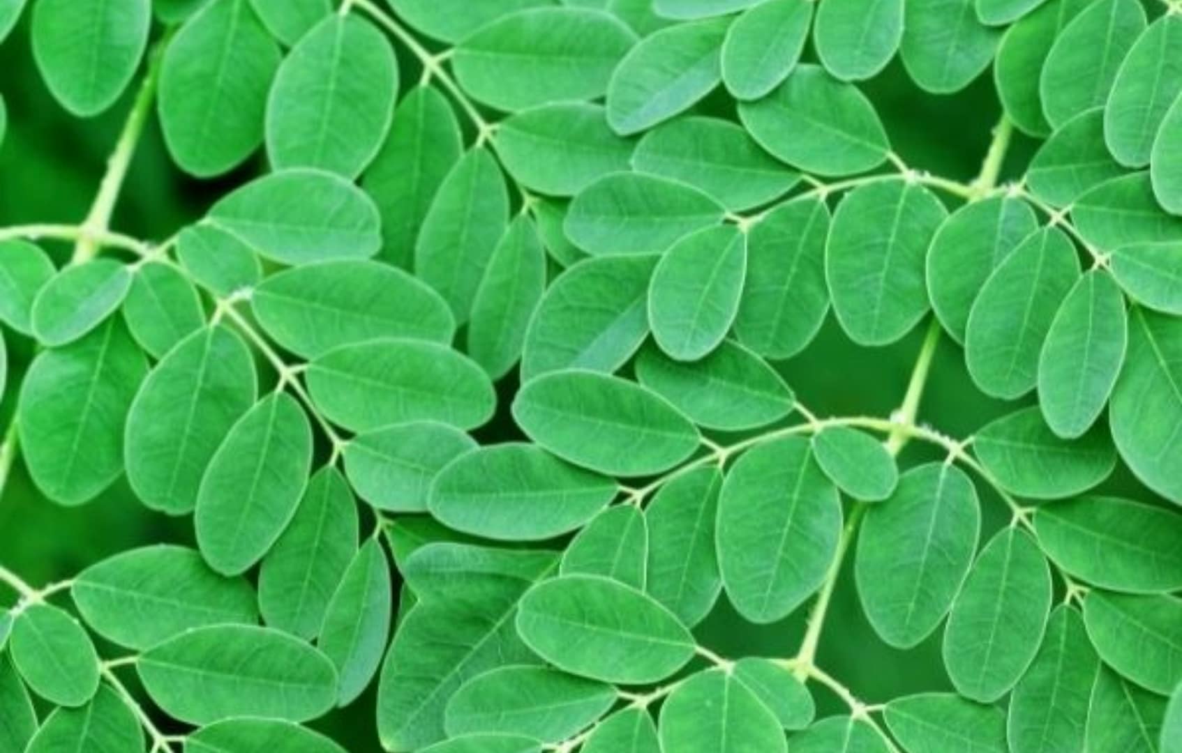 Le moringa