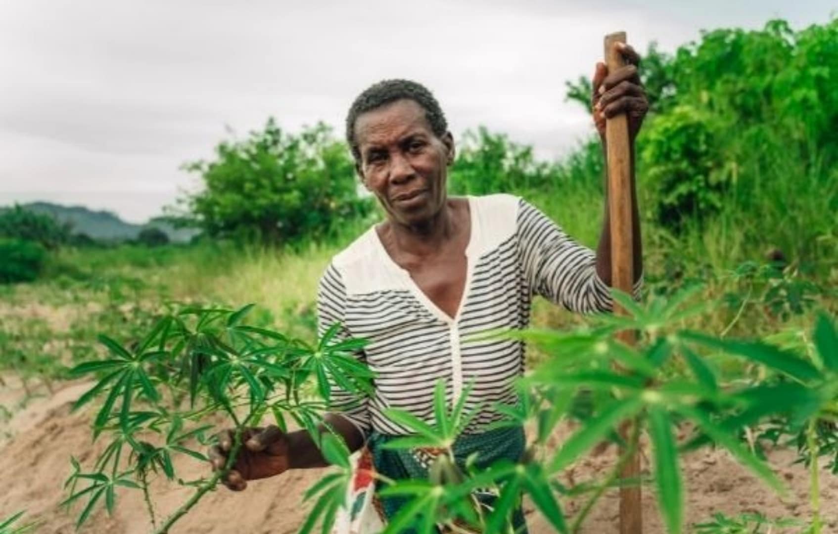 Les plantes africaines et leurs vertus : Top 8 des plus réputées sur le continent